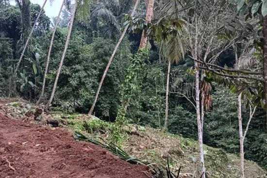 Land for Sale in Tegallalang Gianyar Bali with Green View